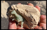 LAST CHANCE - LIMITED STOCK - Dinosaur Fossil Excavation Dig Eggs - Uncover Dino Fossil Figurine In Chalky Egg Activity