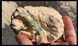 LAST CHANCE - LIMITED STOCK - Dinosaur Fossil Excavation Dig Eggs - Uncover Dino Fossil Figurine In Chalky Egg Activity
