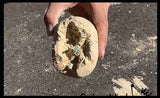 LAST CHANCE - LIMITED STOCK - Dinosaur Fossil Excavation Dig Eggs - Uncover Dino Fossil Figurine In Chalky Egg Activity
