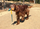 Foxtail Sport Softie and Fetch - The Original 90s Throw and Catch Outdoor Game Dog Toy