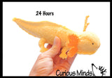 Jumbo Grow an Axolotl in Water - Add Water and it Grows - Critter Toy