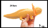 Jumbo Grow an Axolotl in Water - Add Water and it Grows - Critter Toy