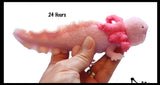 Jumbo Grow an Axolotl in Water - Add Water and it Grows - Critter Toy