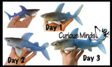 Jumbo Grow a Shark in Water - Add Water and it Grows - Critter Toy Bath