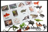 Animal Match - PETS - Miniature Animals with Matching Cards - 2 Part Cards.  Montessori learning toy, language materials - Pet Animals