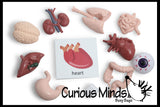 Montessori Human Organ Match - Miniature Body Organs with Matching Cards - Biology Learning Toy