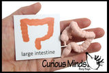 Montessori Human Organ Match - Miniature Body Organs with Matching Cards - Biology Learning Toy