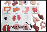 Montessori Human Organ Match - Miniature Body Organs with Matching Cards - Biology Learning Toy