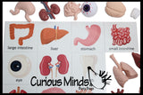 Montessori Human Organ Match - Miniature Body Organs with Matching Cards - Biology Learning Toy