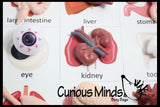 Montessori Human Organ Match - Miniature Body Organs with Matching Cards - Biology Learning Toy