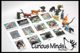 Animal Match - RAINFOREST - Miniature Animals with Matching Cards - 2 Part Cards.  Montessori learning toy, language materials - Rainforest Animals - South America