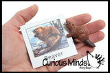 Animal Match - North American - Miniature Animals with Matching Cards - 2 Part Cards.  Montessori learning toy, language materials - North American Wildlife Animals