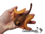 Grow an Animal in Water - Add Water and it Grows up to 9" - Sea Critter Toy Bath Fun Science Expanding Novelty Magic Absorbent Polymer Toy