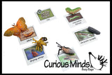 Butterfly (or Frog) Life Cycle Learning Set - Animal Figures with Matching Cards - Montessori Educational Toy