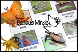 Butterfly (or Frog) Life Cycle Learning Set - Animal Figures with Matching Cards - Montessori Educational Toy