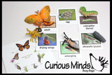 Frog (or Butterfly) Life Cycle Learning Set - Animal Figures with Matching Cards - Montessori Educational Toy