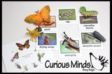 Butterfly (or Frog) Life Cycle Learning Set - Animal Figures with Matching Cards - Montessori Educational Toy