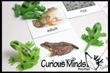 Butterfly (or Frog) Life Cycle Learning Set - Animal Figures with Matching Cards - Montessori Educational Toy