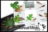 Butterfly (or Frog) Life Cycle Learning Set - Animal Figures with Matching Cards - Montessori Educational Toy