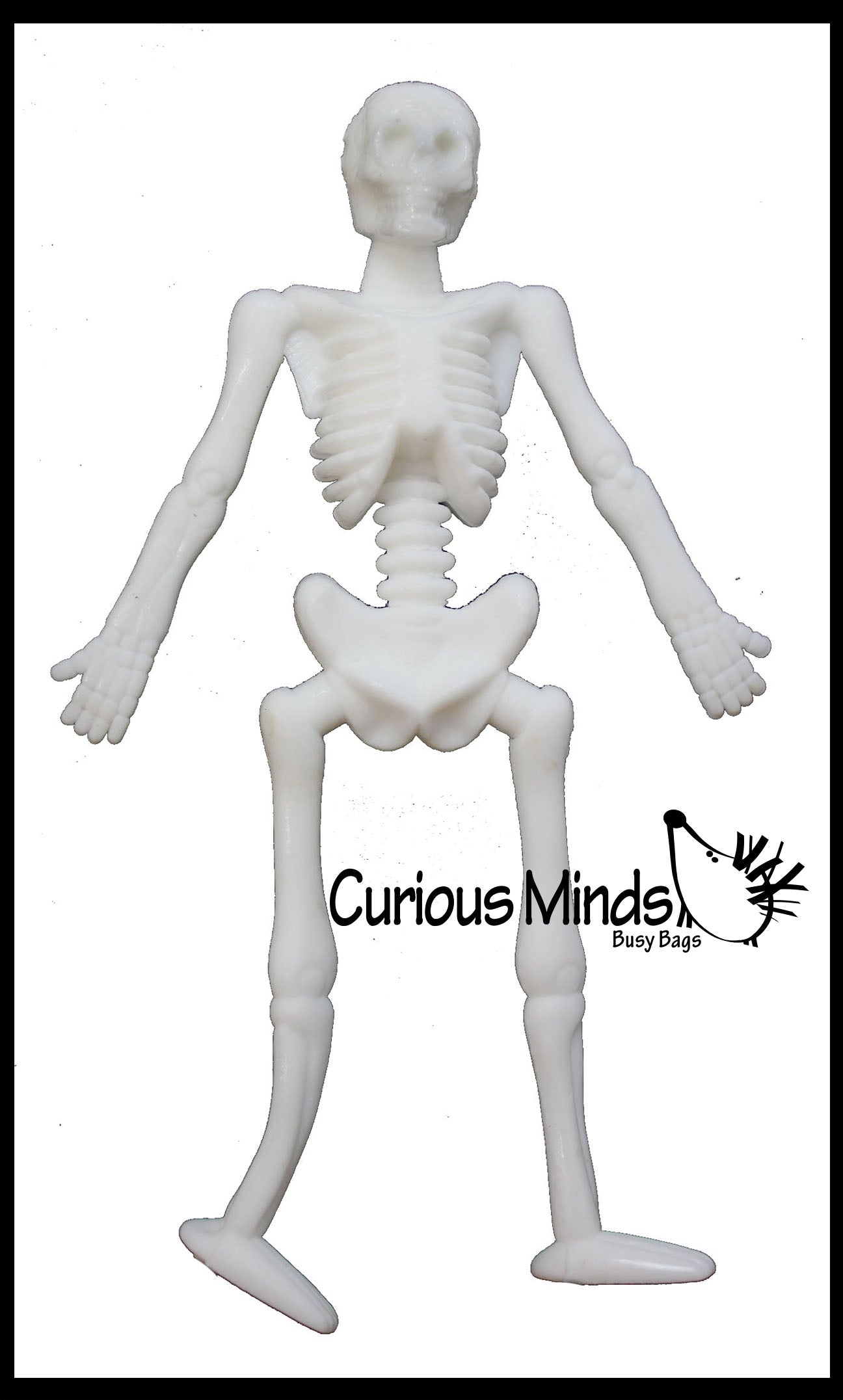 Stretchy Skeleton - Fidgets - Anatomy - Halloween