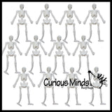 Stretchy Skeleton - Fidgets - Anatomy - Halloween