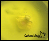 Fizzy Duck - Place Duck in Water and Watch it Fizz and Dissolve to Reveal a Surprise Mini Duck - Add Water Blind Bag Toy Fun Science Expanding Novelty Magic