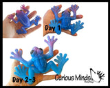 Large Grow a Frog in Water - Add Water and it Grows - Frog Critter Toy Bath