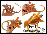 Jumbo Grow a Lizard in Water - Add Water and it Grows - Critter Toy Bath