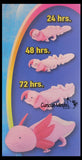 Jumbo Grow an Axolotl in Water - Add Water and it Grows - Critter Toy