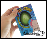 Hatch and Grow an Axolotl Egg in Water - Add Water and it Grow - Critter Toy Bath - Soak in Water and It Expands