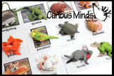 Animal Match - PETS - Miniature Animals with Matching Cards - 2 Part Cards.  Montessori learning toy, language materials - Pet Animals