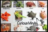 Animal Match - PETS - Miniature Animals with Matching Cards - 2 Part Cards.  Montessori learning toy, language materials - Pet Animals