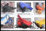 Animal Match - BIRD - Miniature Animals with Matching Cards - 2 Part Cards.  Montessori learning toy, language materials