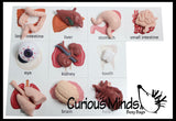 Montessori Human Organ Match - Miniature Body Organs with Matching Cards - Biology Learning Toy