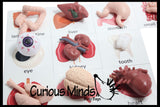Montessori Human Organ Match - Miniature Body Organs with Matching Cards - Biology Learning Toy