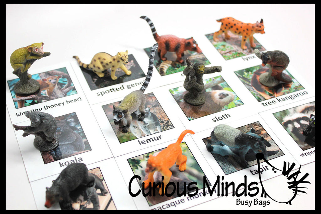 Animal Match - RAINFOREST - Miniature Animals with Matching Cards - 2 Part Cards.  Montessori learning toy, language materials - Rainforest Animals - South America