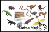 Animal Match - AUSTRALIAN - Miniature Animals with Matching Cards - 2 Part Cards.  Montessori learning toy, language materials - Australian Animals