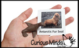 Animal Match - ANTARCTICA - Miniature Animals with Matching Cards - 2 Part Cards.  Montessori learning toy, language materials - Antarctic Animals