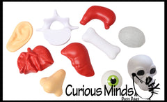 Body Parts Stress Balls - Office, Doctor, Med Student Anatomy