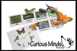 Butterfly (or Frog) Life Cycle Learning Set - Animal Figures with Matching Cards - Montessori Educational Toy
