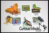 Butterfly (or Frog) Life Cycle Learning Set - Animal Figures with Matching Cards - Montessori Educational Toy
