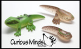 Butterfly (or Frog) Life Cycle Learning Set - Animal Figures with Matching Cards - Montessori Educational Toy