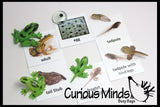 Butterfly (or Frog) Life Cycle Learning Set - Animal Figures with Matching Cards - Montessori Educational Toy