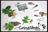 Butterfly (or Frog) Life Cycle Learning Set - Animal Figures with Matching Cards - Montessori Educational Toy