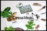 Butterfly (or Frog) Life Cycle Learning Set - Animal Figures with Matching Cards - Montessori Educational Toy