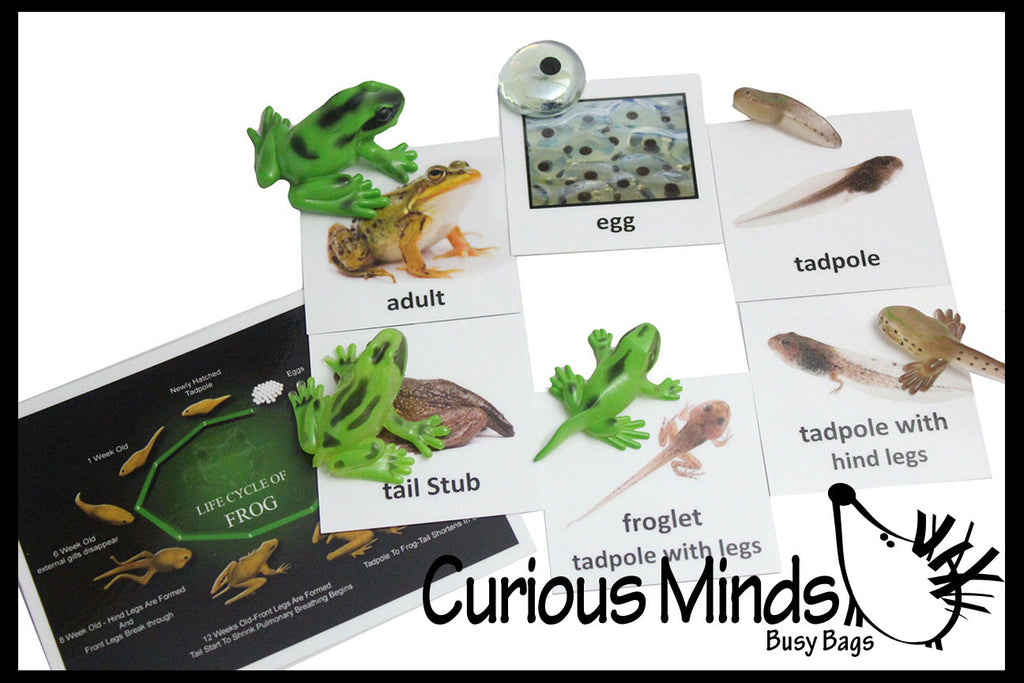 Frog (or Butterfly) Life Cycle Learning Set - Animal Figures with Matching Cards - Montessori Educational Toy