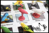 Animal Match - EXOTIC TROPICAL BIRDS - Miniature Animals with Matching Cards - 2 Part Cards.  Montessori learning toy, language materials